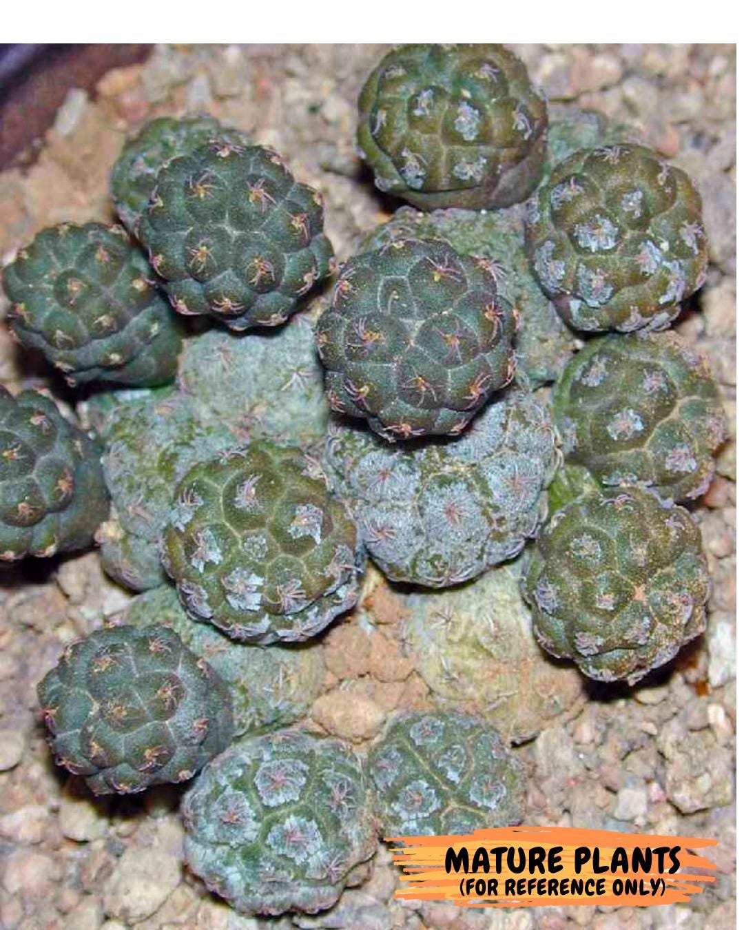 Maihueniopsis Puna Bonnieae (b) | Imported Cactus