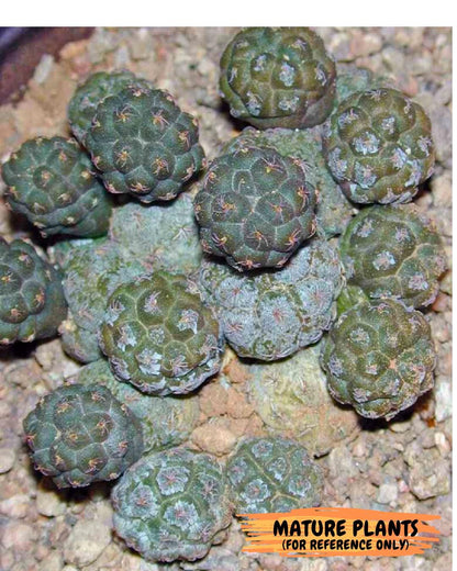 Maihueniopsis Puna Bonnieae (b) | Imported Cactus