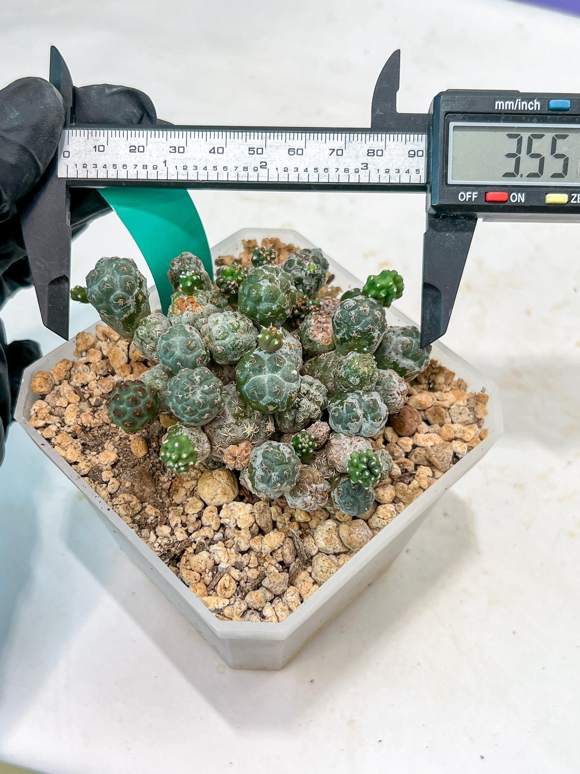 Maihueniopsis Puna Bonnieae | Imported Cactus