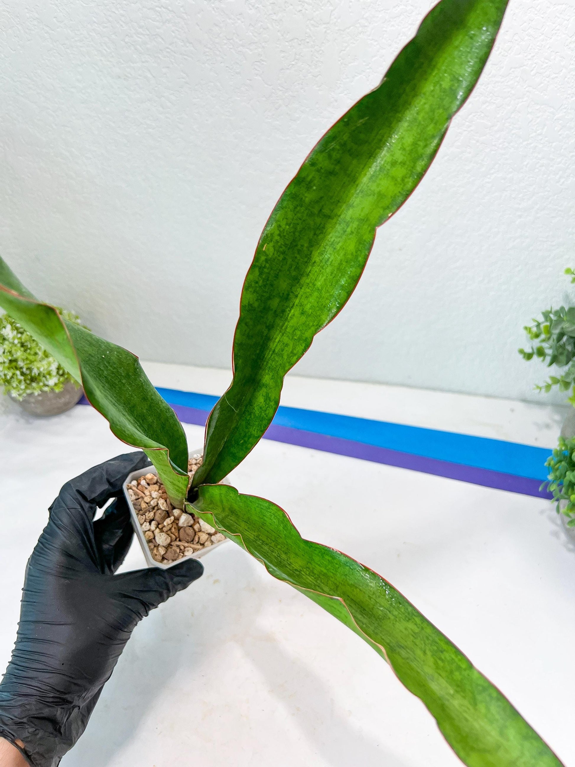 Sansevieria Jeune Matcha| Imported Snake Plants | New Hybrids