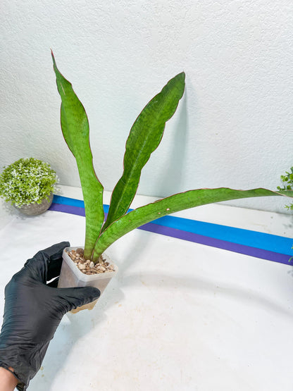 Sansevieria Jeune Matcha| Imported Snake Plants | New Hybrids