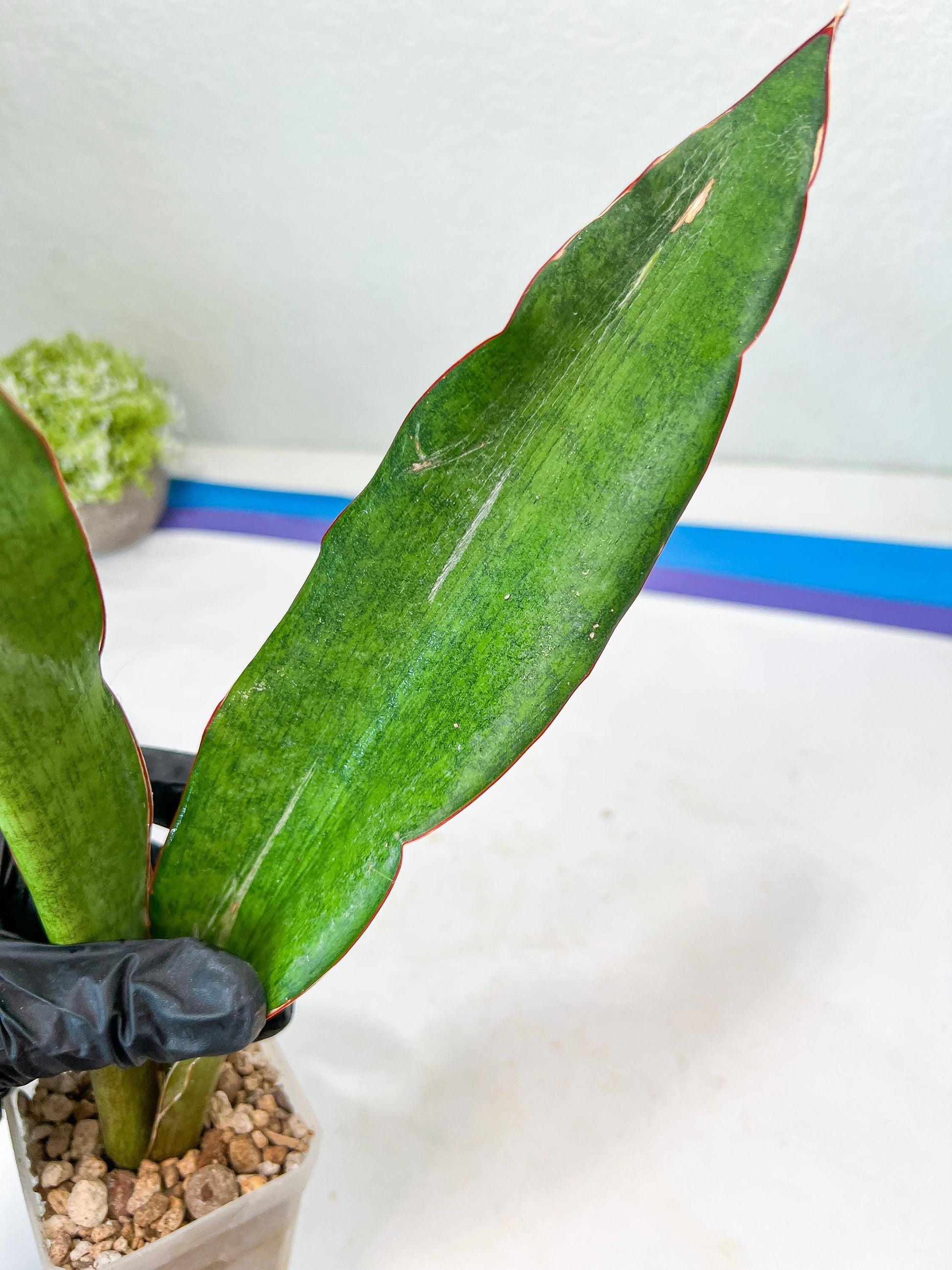 Sansevieria Jeune Matcha| Imported Snake Plants | New Hybrids