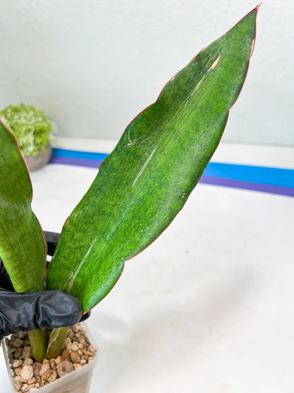 Sansevieria Jeune Matcha| Imported Snake Plants | New Hybrids