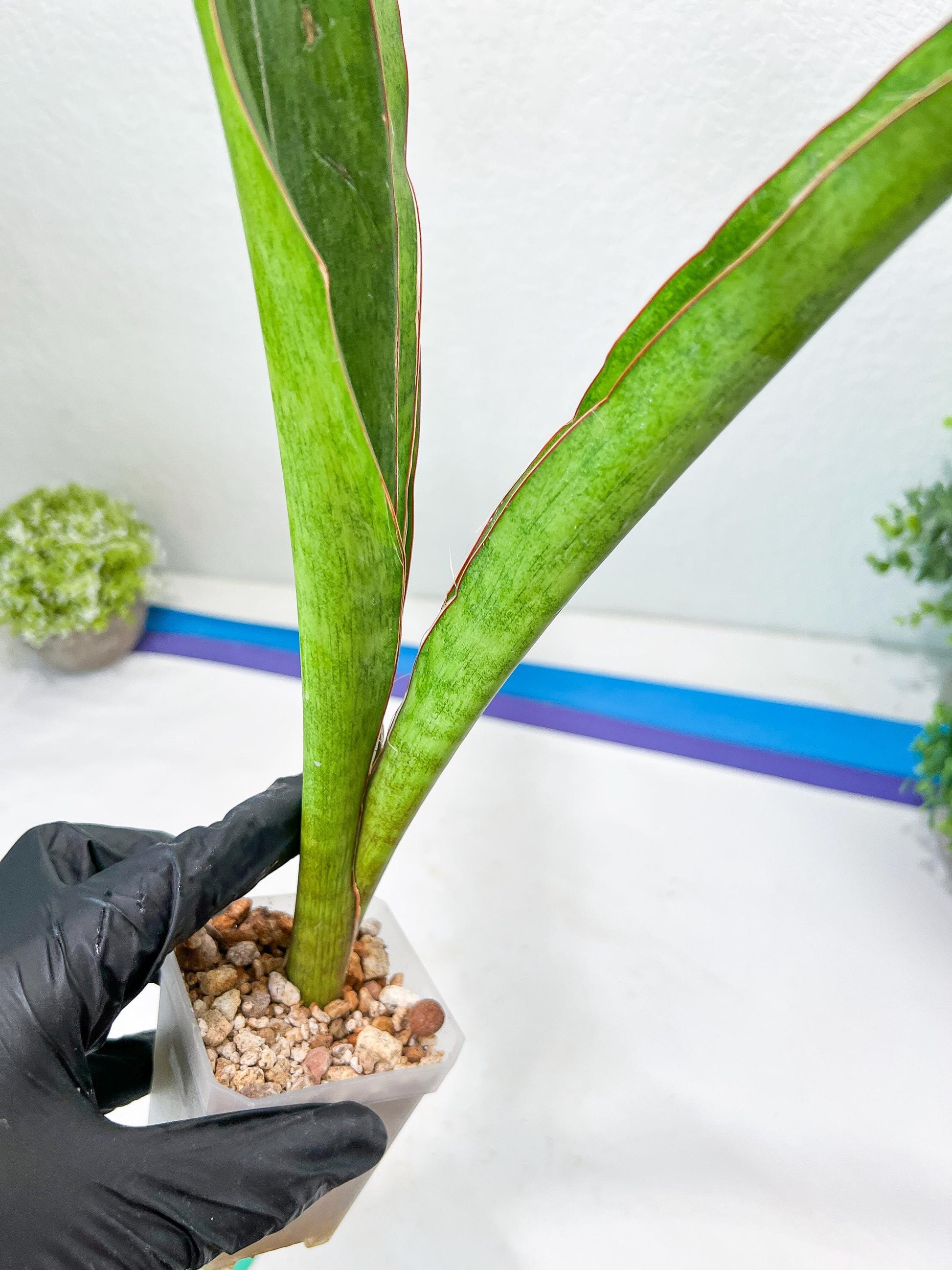 Sansevieria Jeune Matcha (Green) | Imported Snake Plants