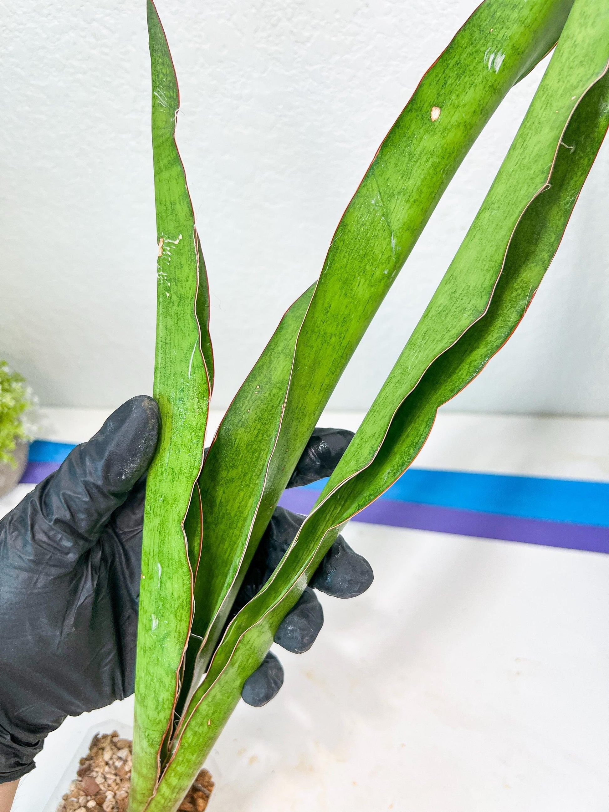 Sansevieria Jeune Matcha (Green) | Imported Snake Plants