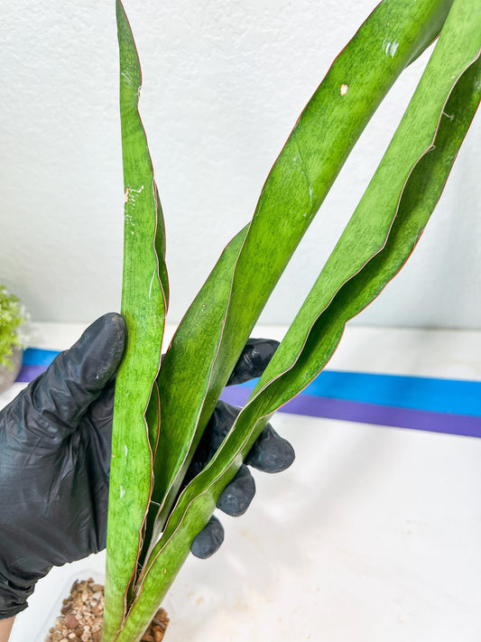 Sansevieria Jeune Matcha (Green) | Imported Snake Plants