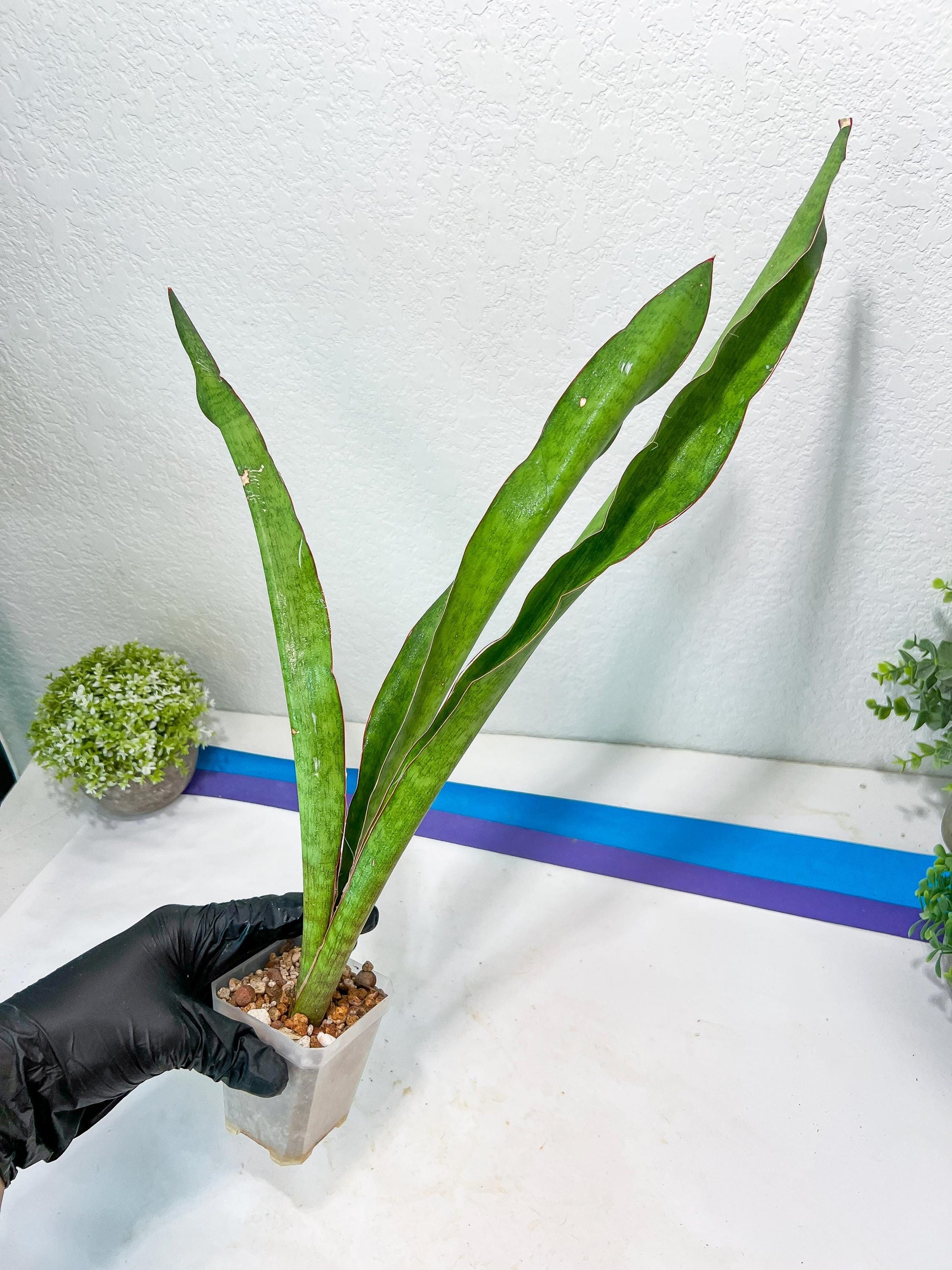 Sansevieria Jeune Matcha (Green) | Imported Snake Plants