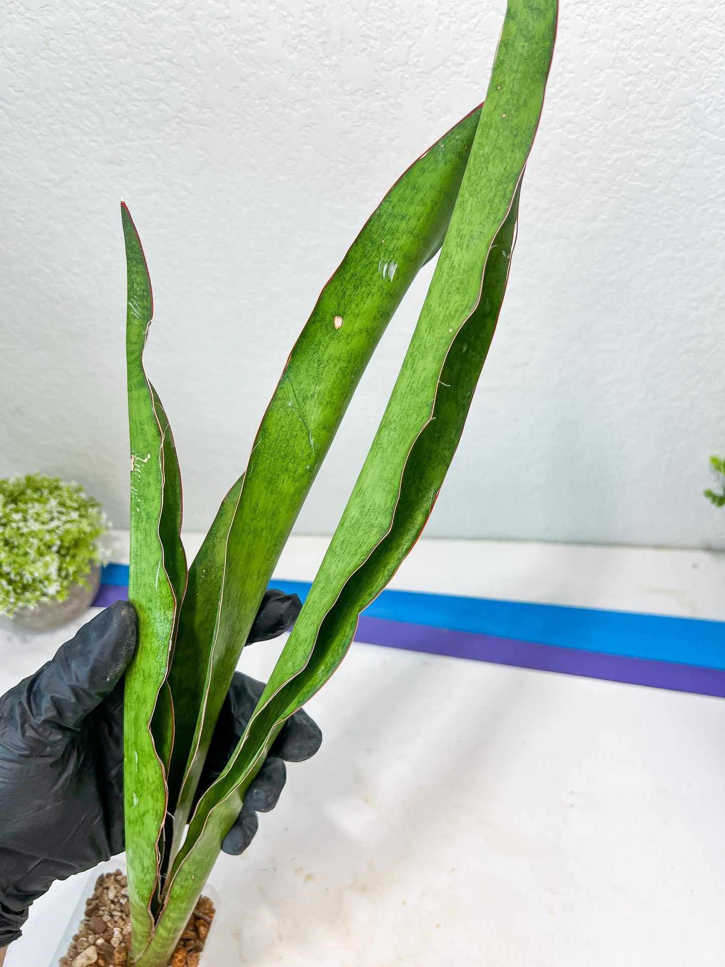 Sansevieria Jeune Matcha (Green) | Imported Snake Plants
