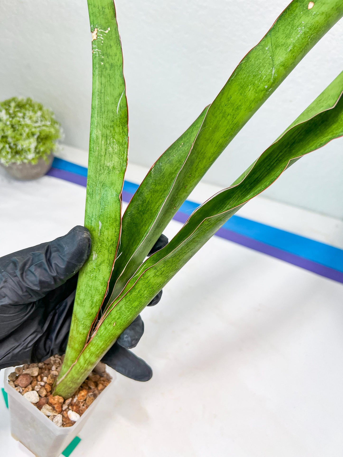 Sansevieria Jeune Matcha (Green) | Imported Snake Plants