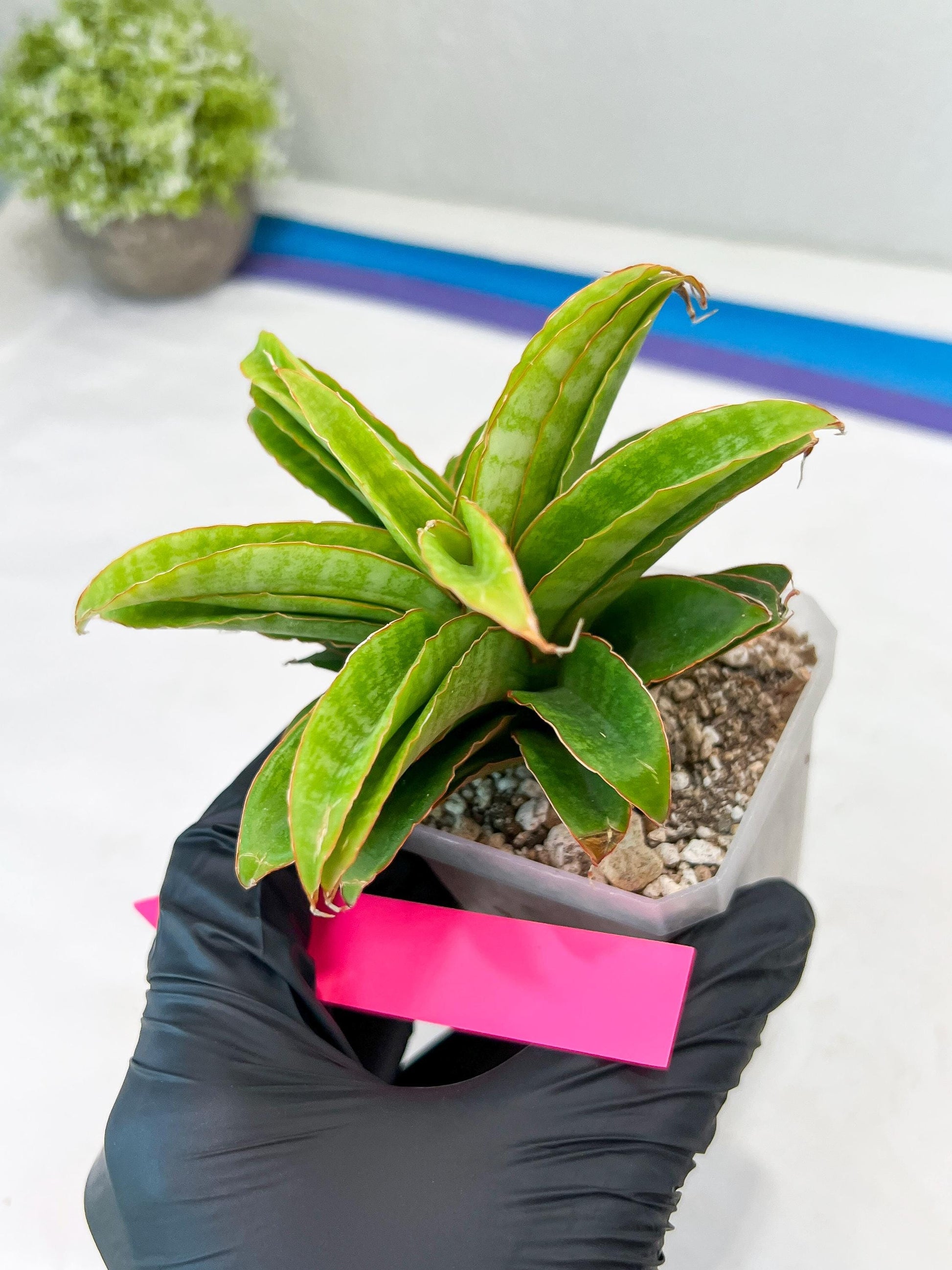 Sansevieria AFF Nalika (H22) | Imported Plants | Rare Hybrid Species