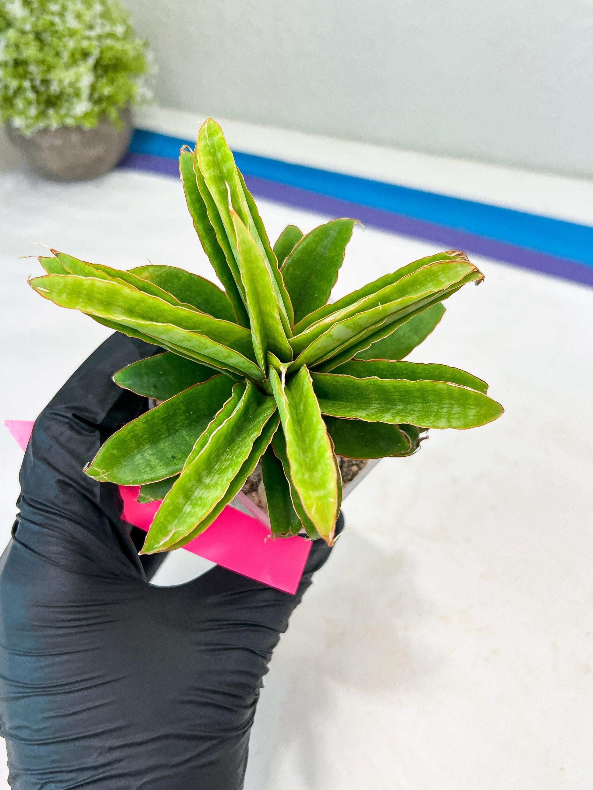 Sansevieria AFF Nalika (H22) | Imported Plants | Rare Hybrid Species