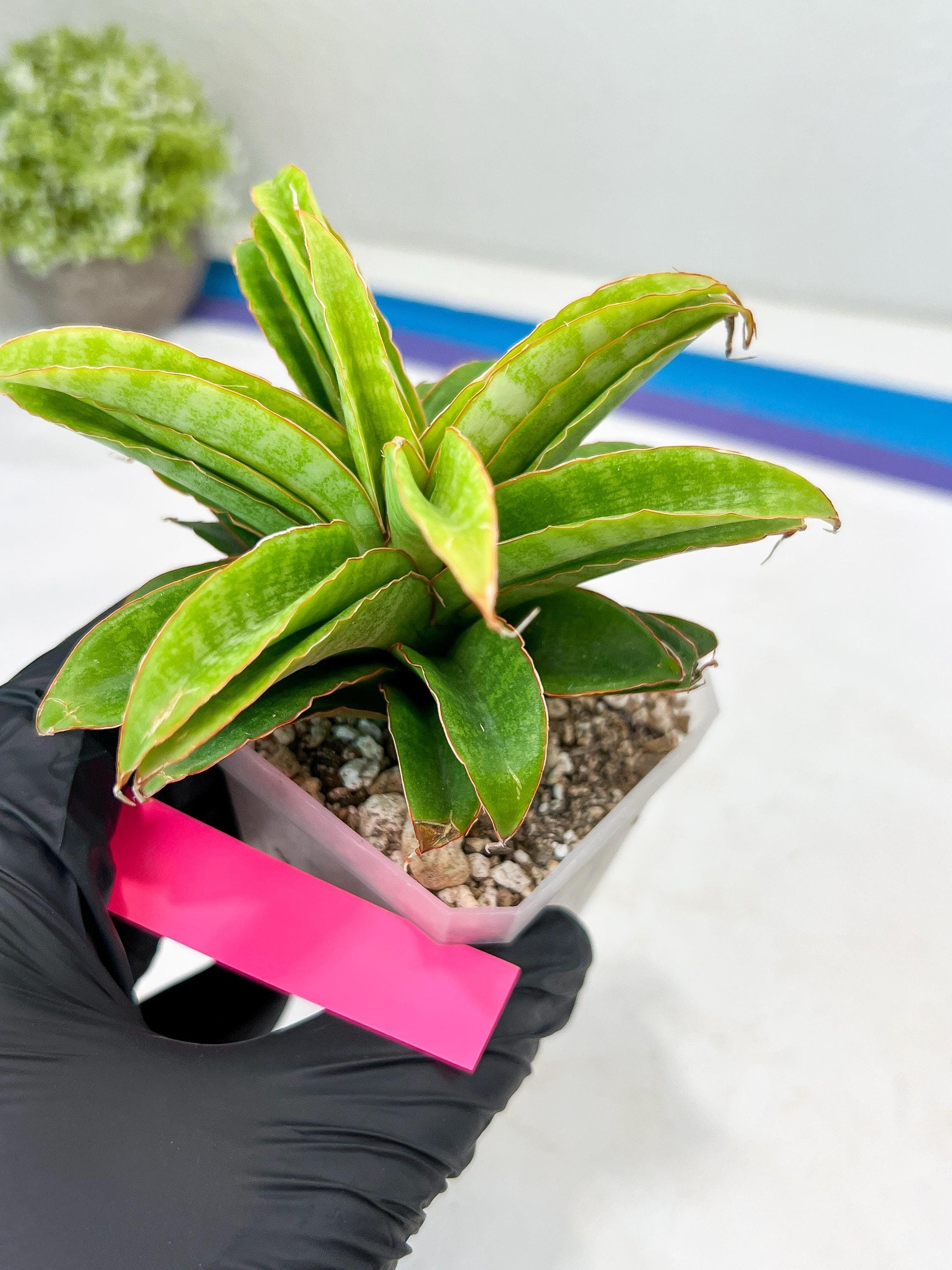 Sansevieria AFF Nalika (H22) | Imported Plants | Rare Hybrid Species