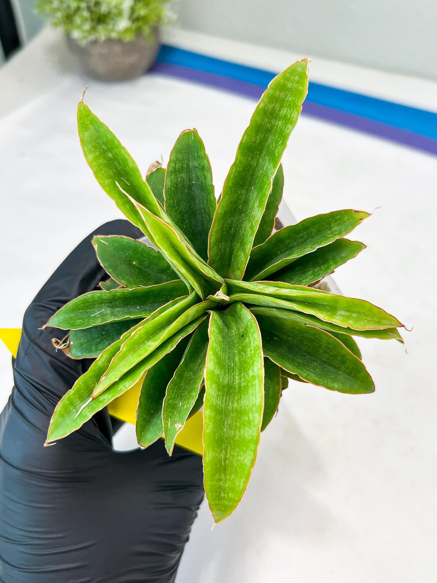 Sansevieria AFF Nalika (H22) | Imported Plants | Rare Hybrid Species