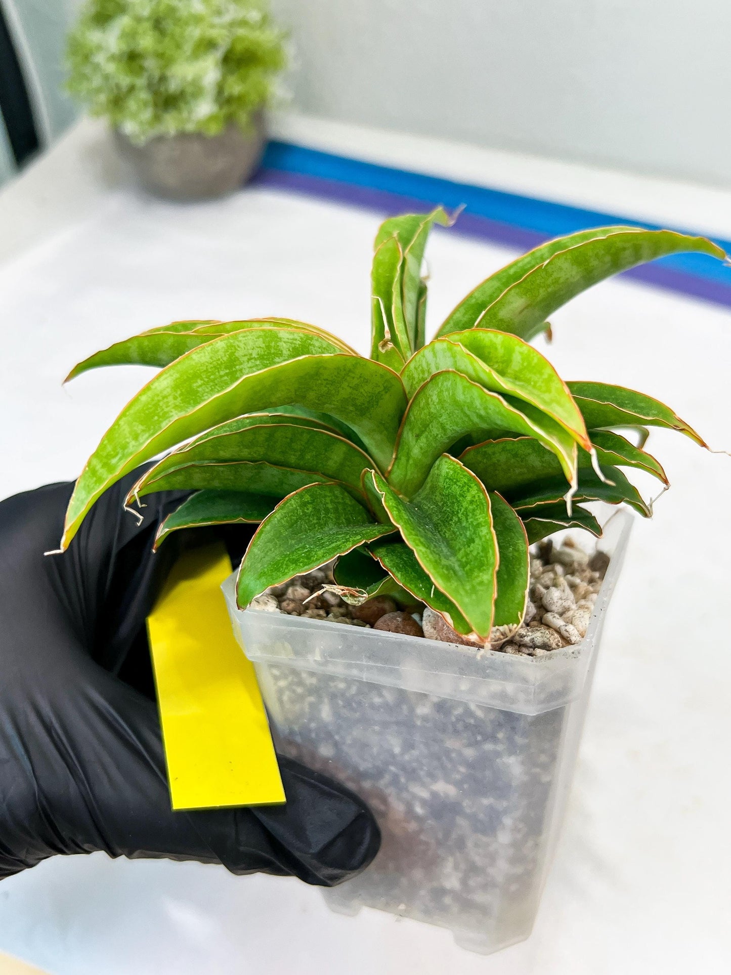Sansevieria AFF Nalika (H22) | Imported Plants | Rare Hybrid Species