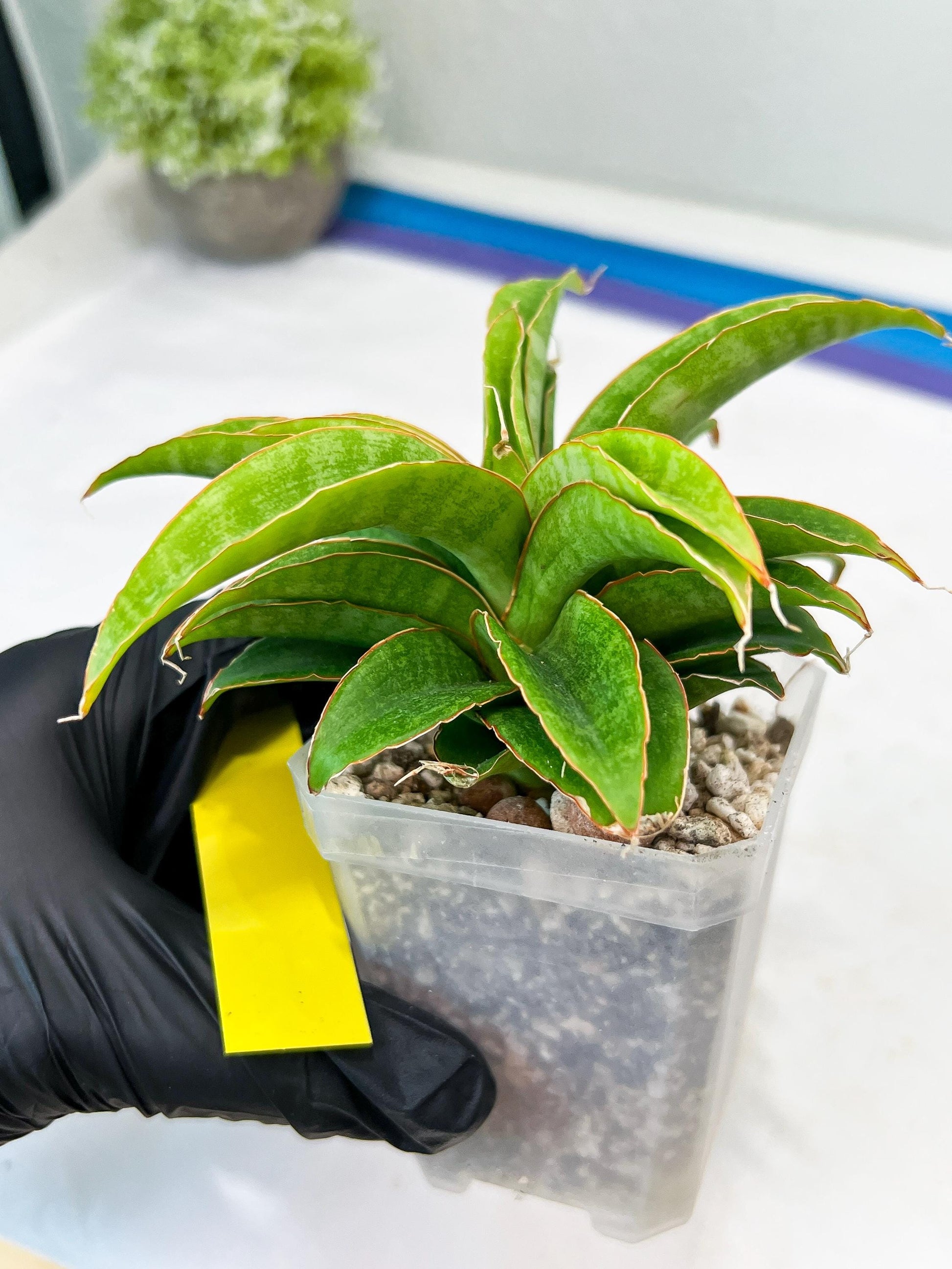 Sansevieria AFF Nalika (H22) | Imported Plants | Rare Hybrid Species