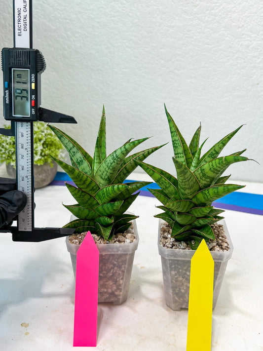 Sansevieria Personi x cordova x boncel (H25) | Only a few left—don’t miss out