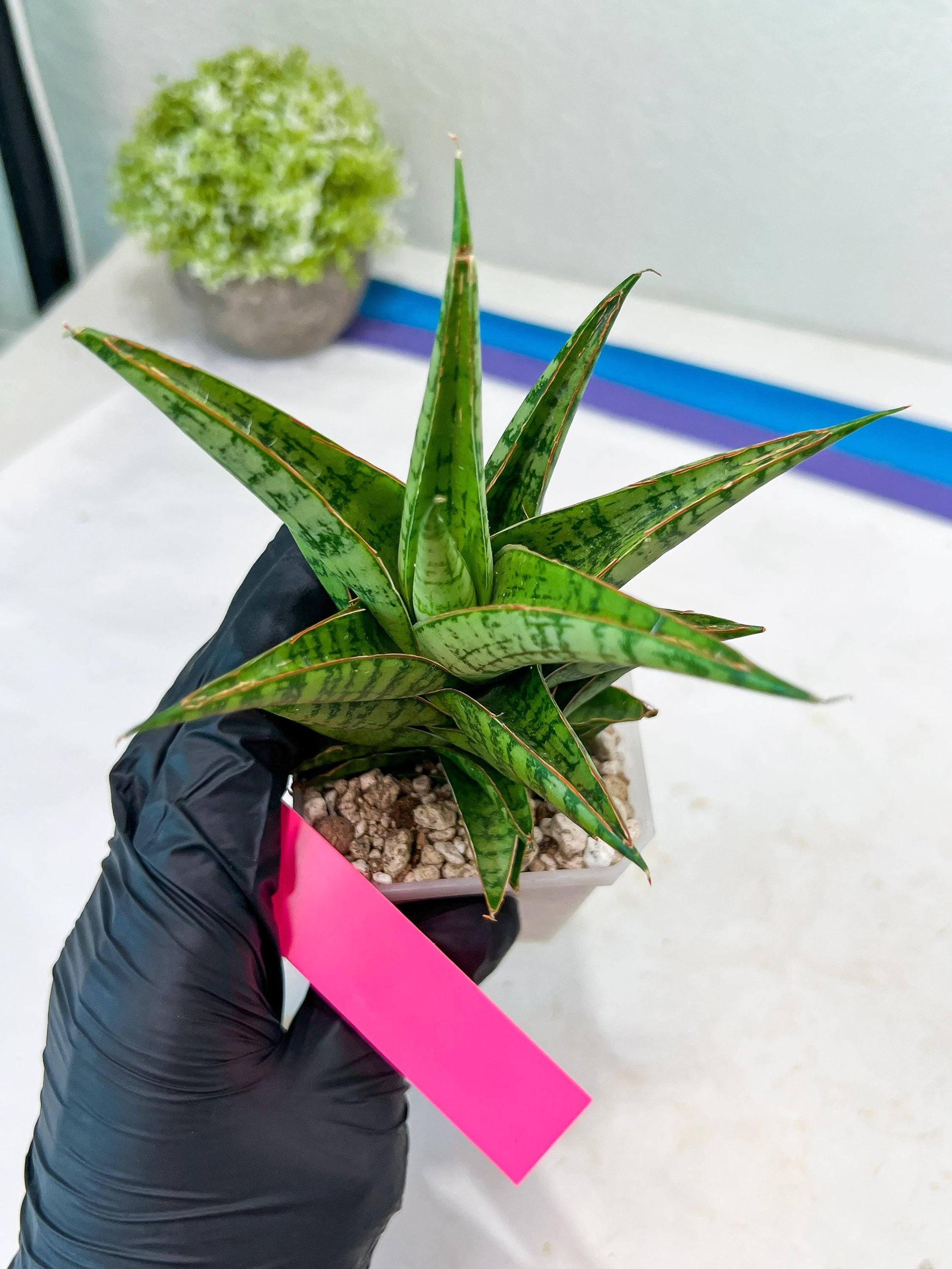 Sansevieria Personi x cordova x boncel (H25) | Only a few left—don’t miss out