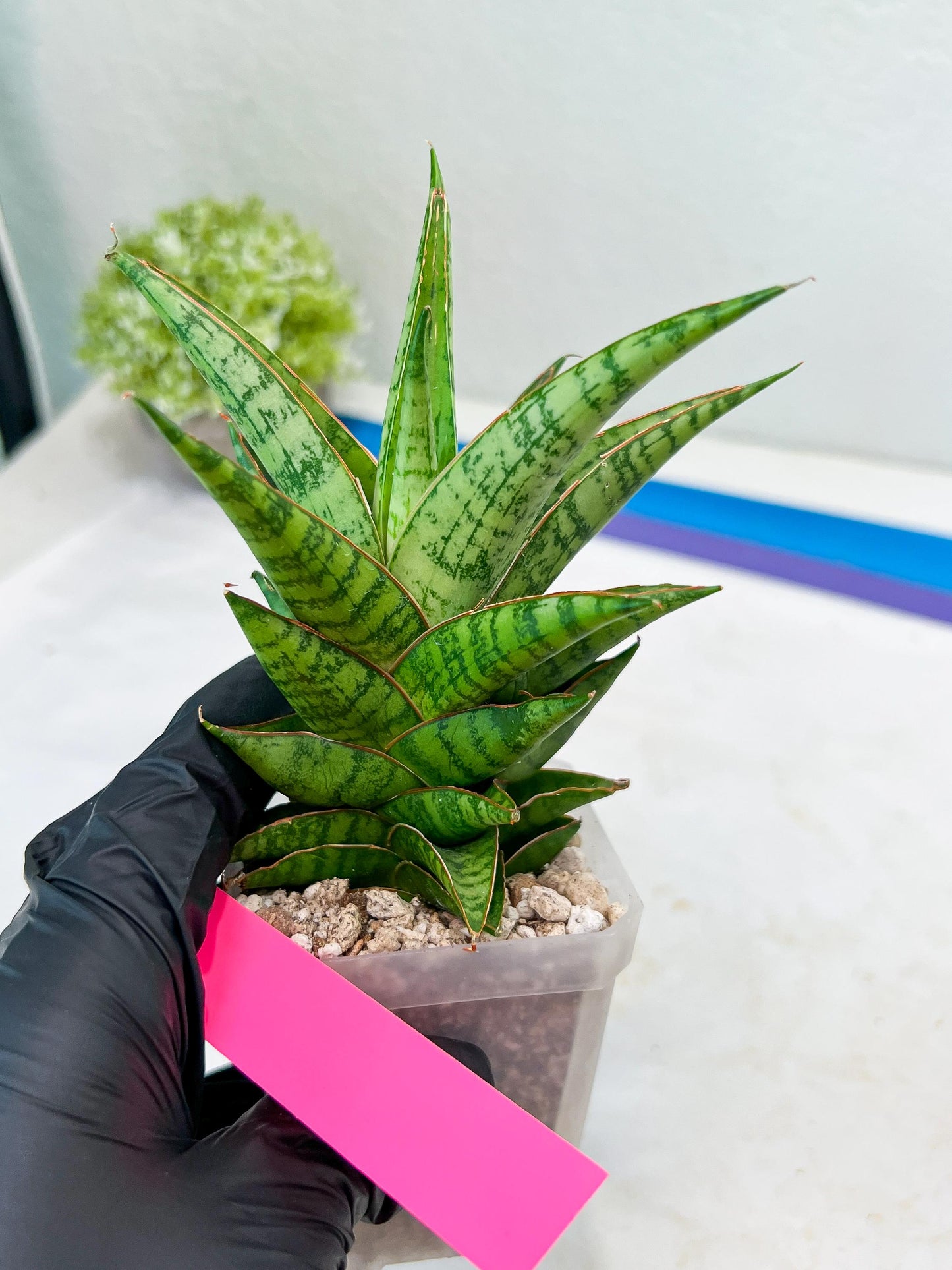 Sansevieria Personi x cordova x boncel (H25) | Only a few left—don’t miss out