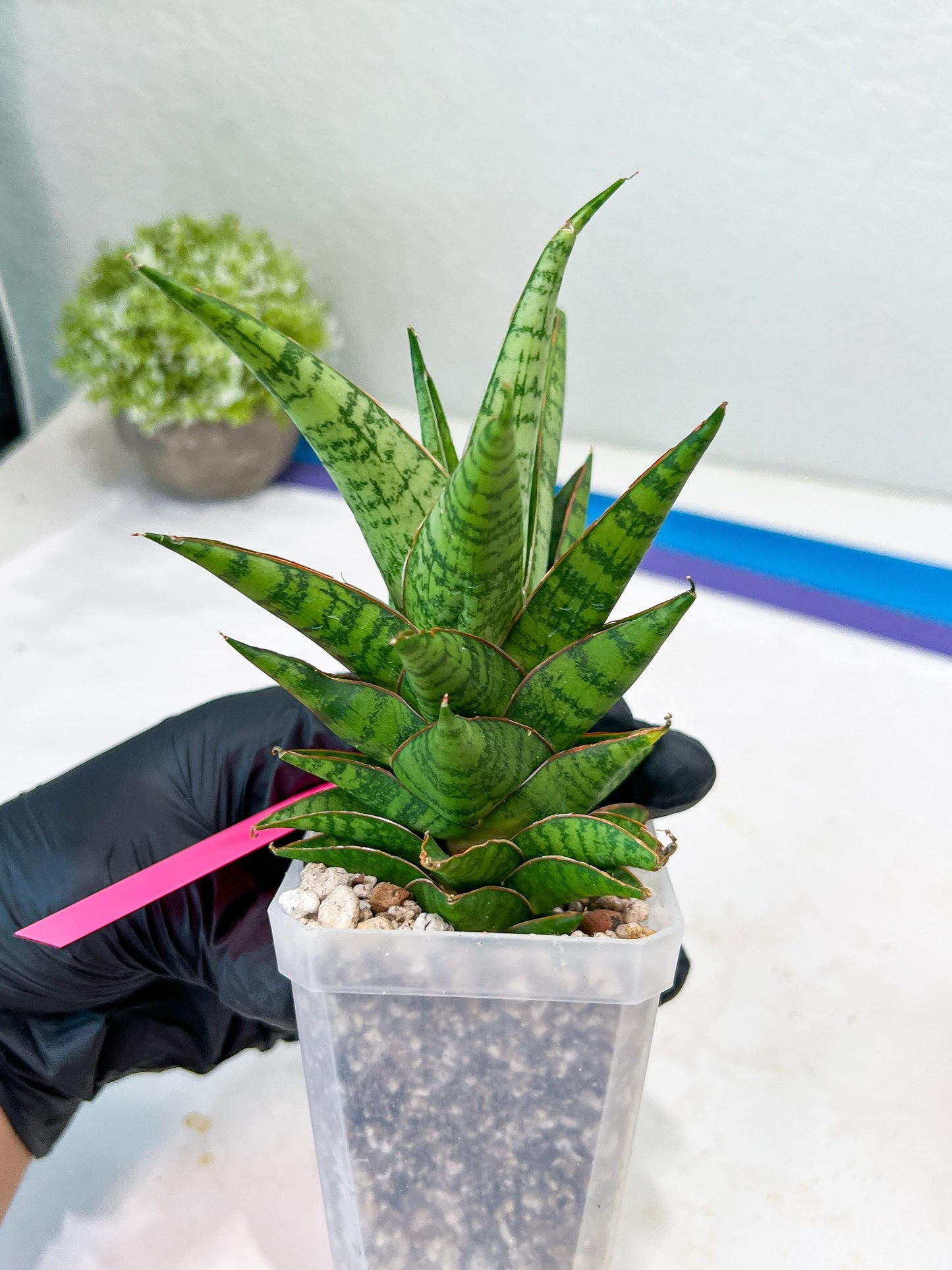 Sansevieria Personi x cordova x boncel (H25) | Only a few left—don’t miss out