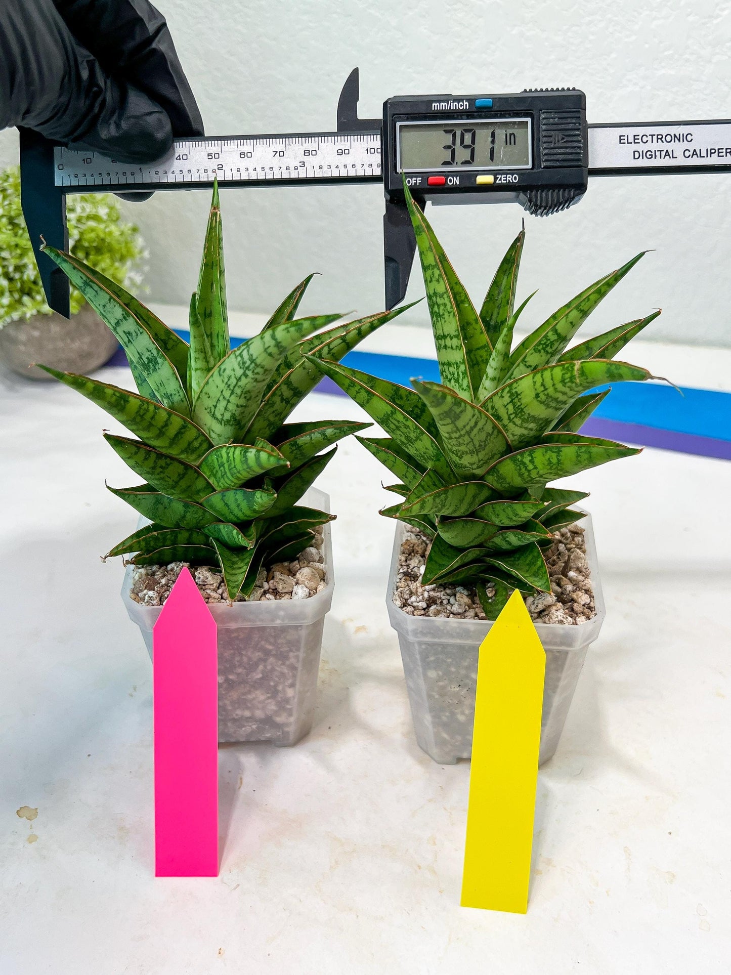 Sansevieria Personi x cordova x boncel (H25) | Only a few left—don’t miss out