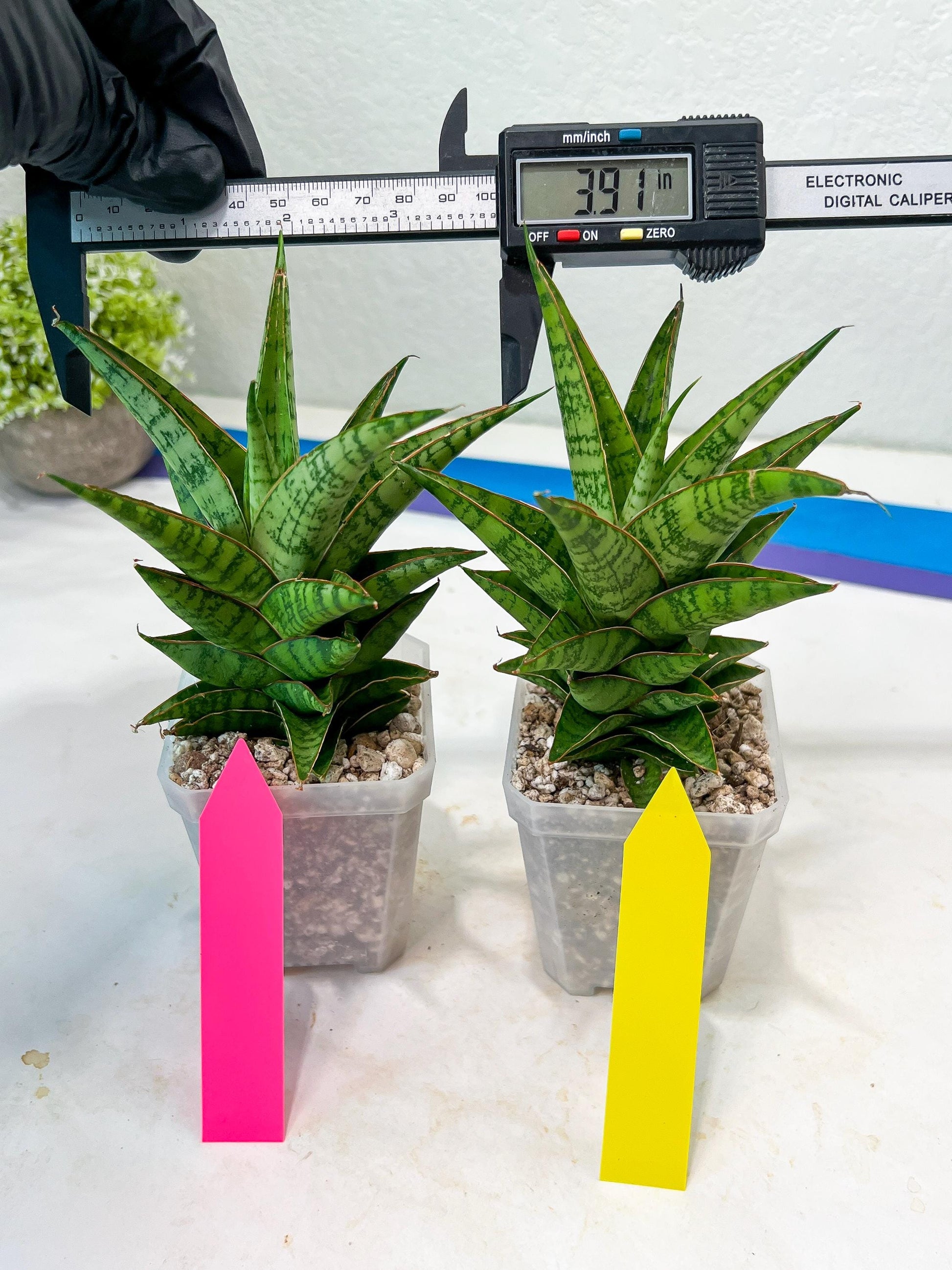 Sansevieria Personi x cordova x boncel (H25) | Only a few left—don’t miss out