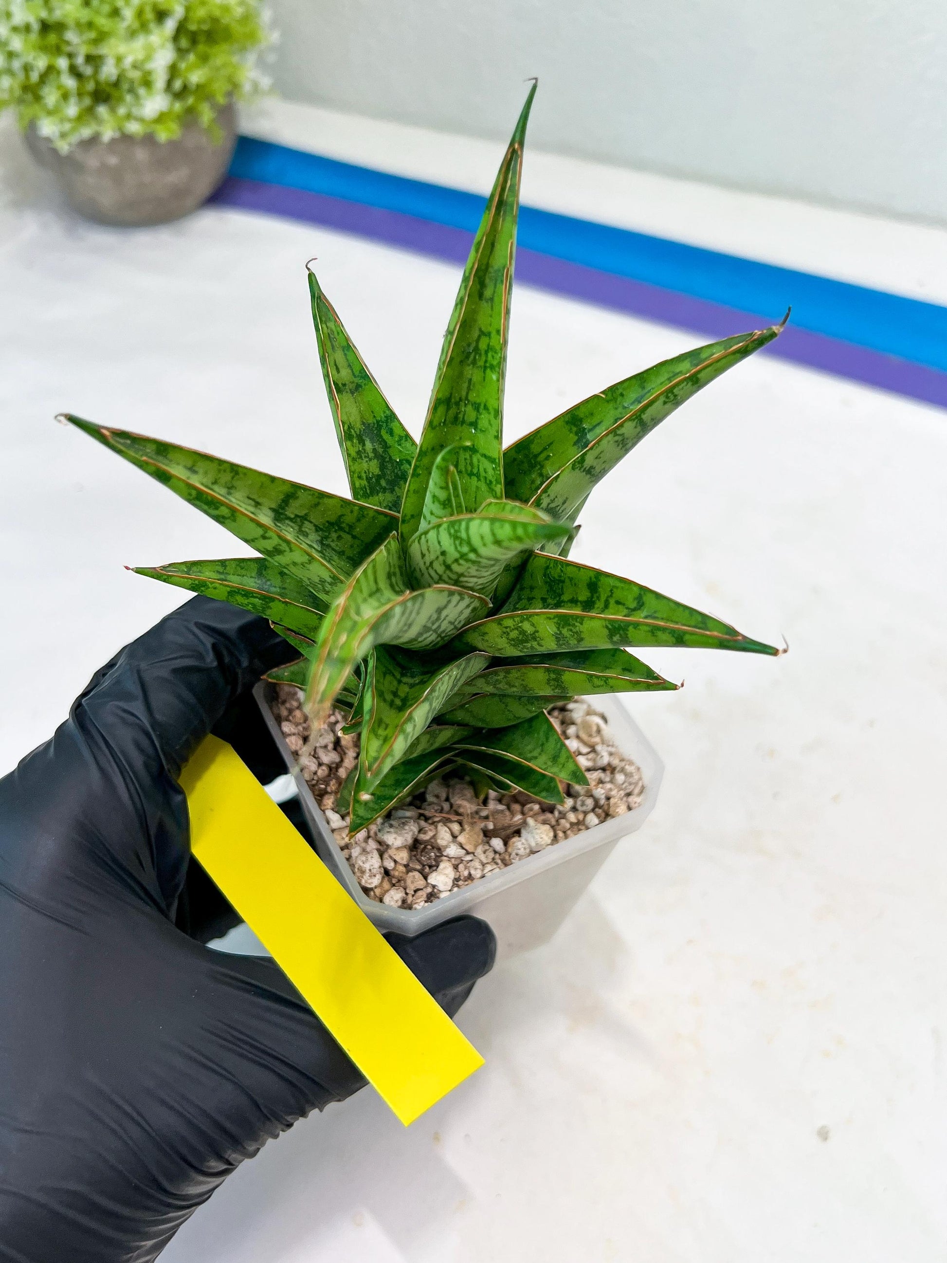 Sansevieria Personi x cordova x boncel (H25) | Only a few left—don’t miss out