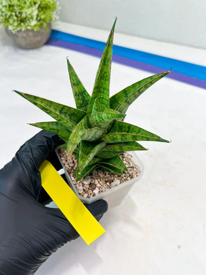 Sansevieria Personi x cordova x boncel (H25) | Only a few left—don’t miss out