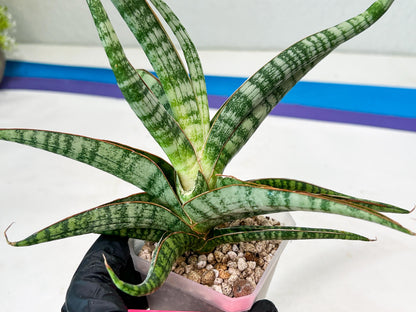 Sansevieria Nogo Geni (H23) | Imported Hybrid