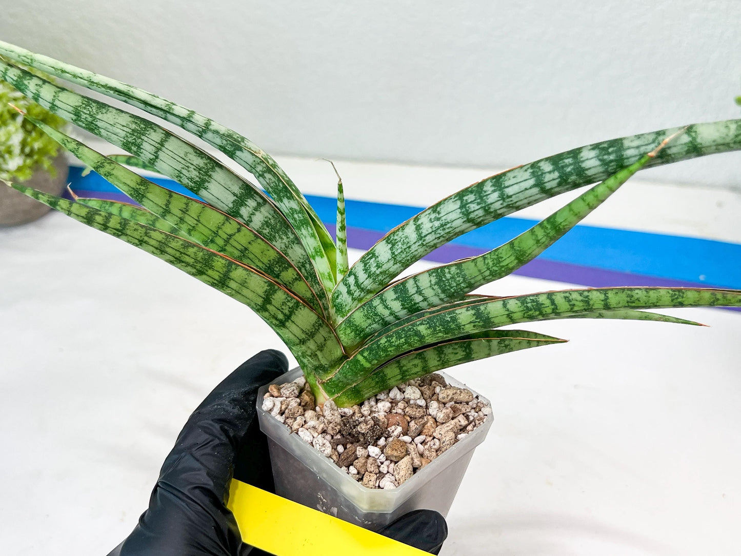 Sansevieria Nogo Geni (H23) | Imported Hybrid