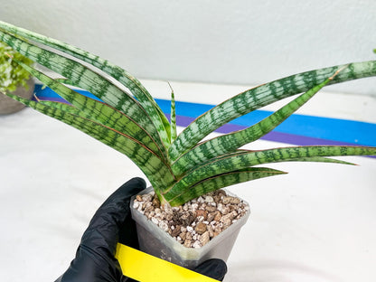 Sansevieria Nogo Geni (H23) | Imported Hybrid