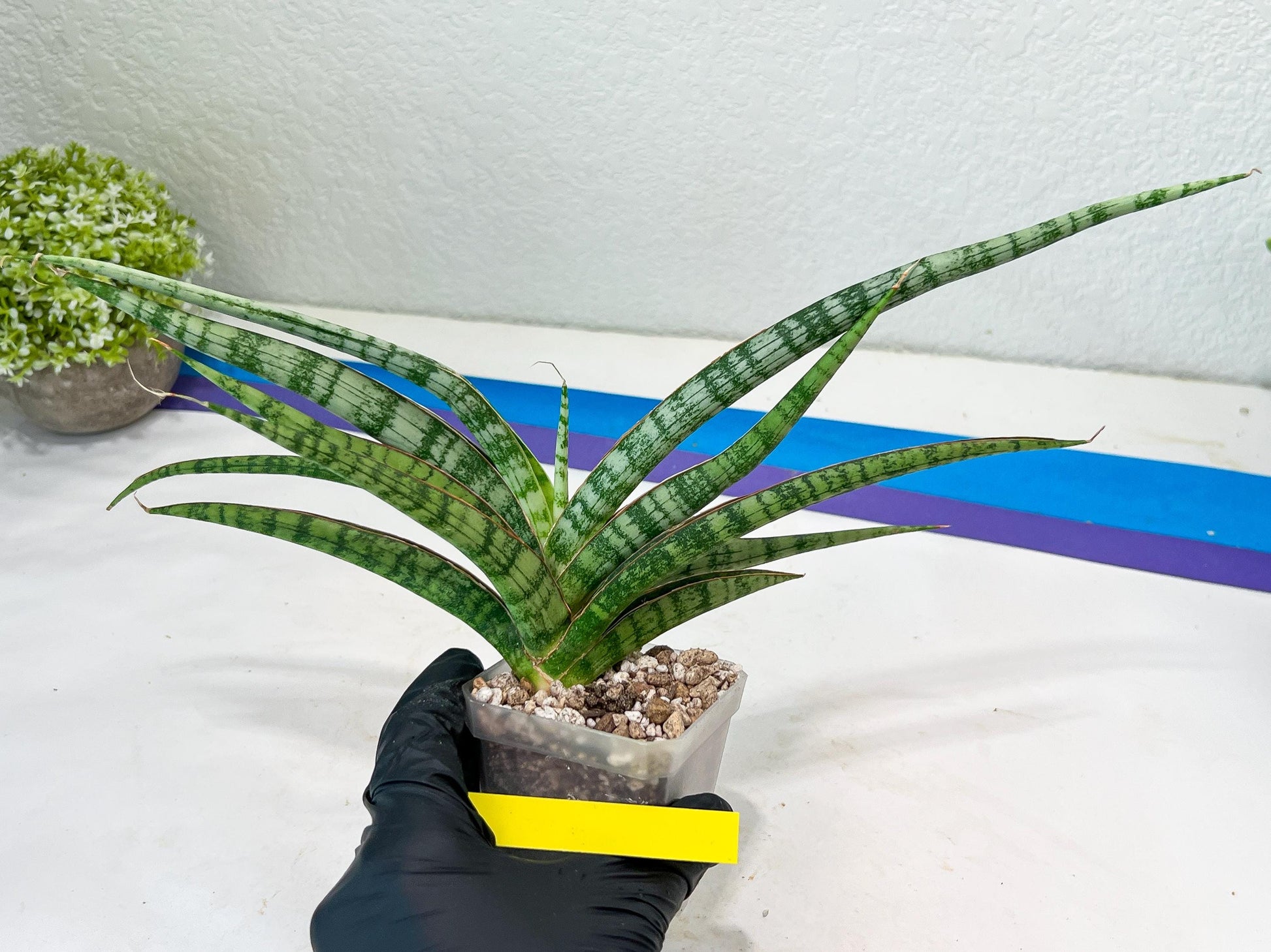 Sansevieria Nogo Geni (H23) | Imported Hybrid