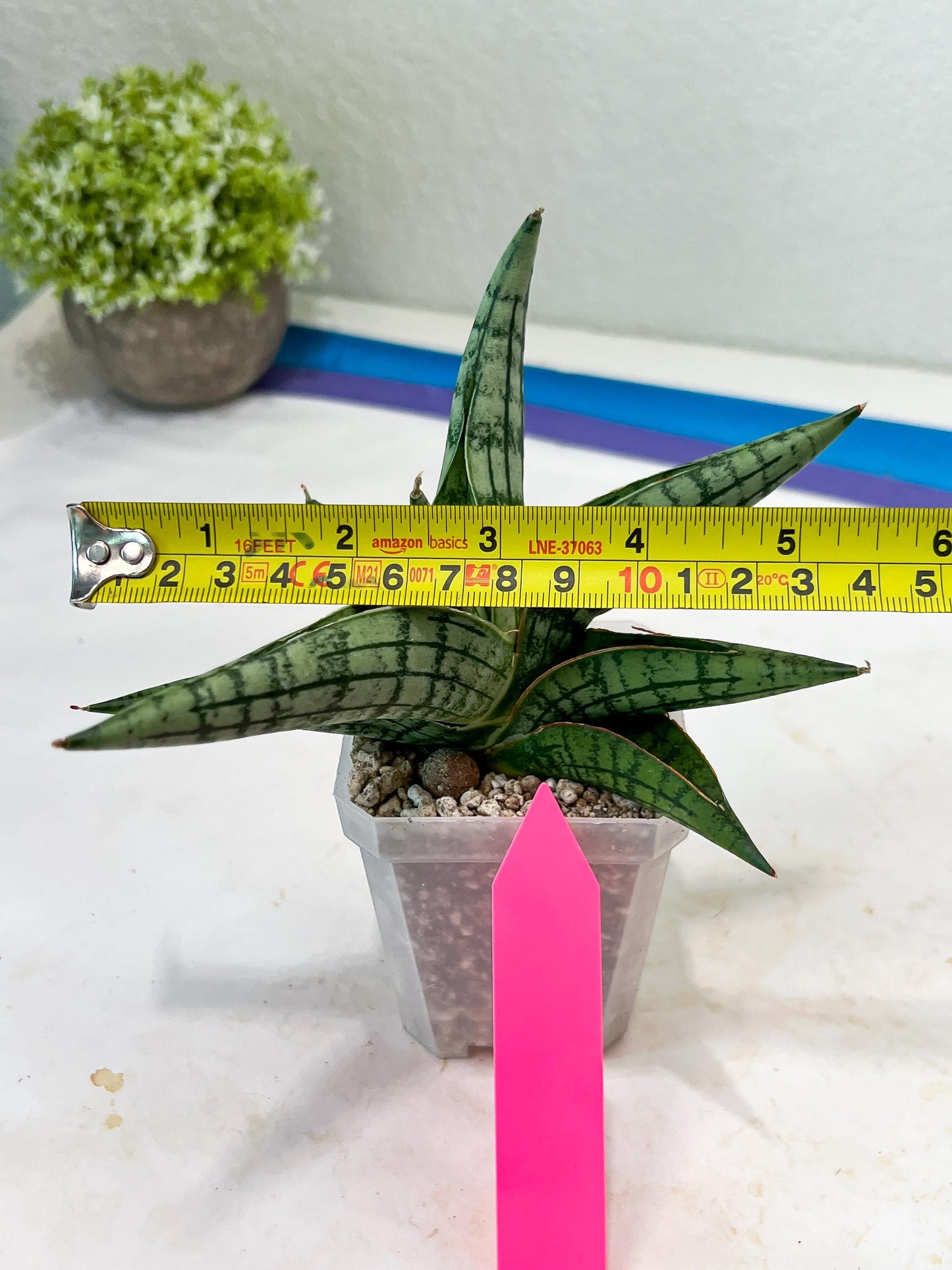 Sansevieria Spartagus (H8) | Discover a One-of-a-Kind Plant | 2" Pot
