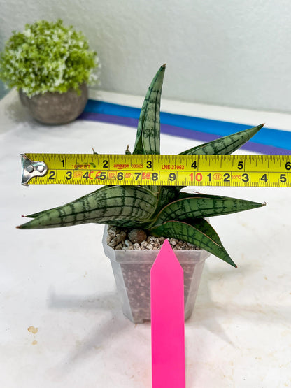 Sansevieria Spartagus (H8) | Discover a One-of-a-Kind Plant | 2" Pot