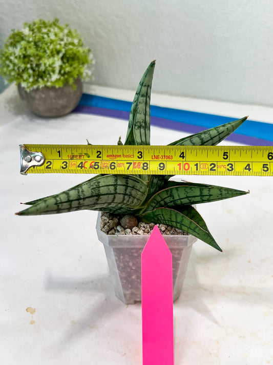Sansevieria Spartagus (H8) | Discover a One-of-a-Kind Plant | 2" Pot