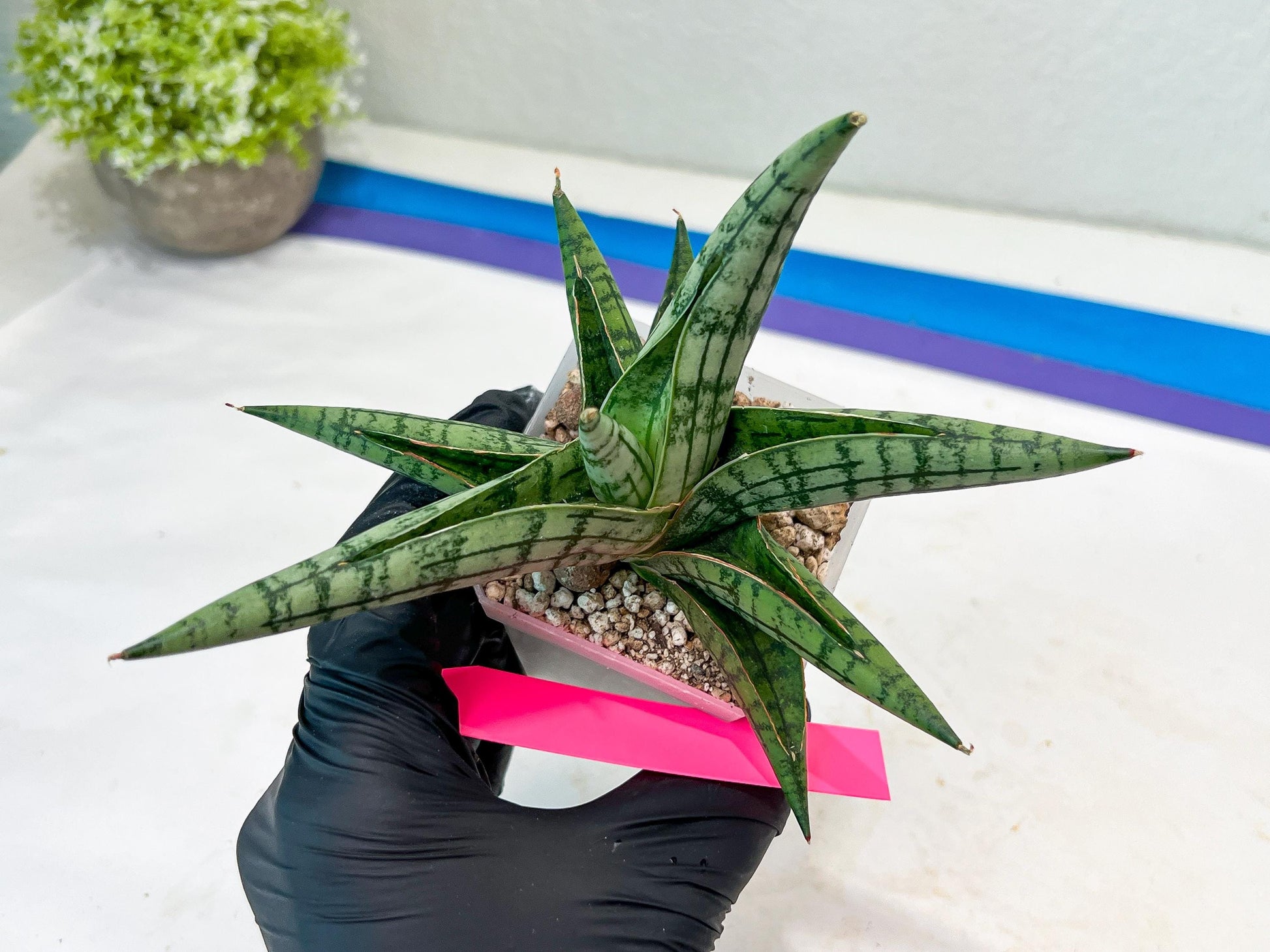 Sansevieria Spartagus (H8) | Discover a One-of-a-Kind Plant | 2" Pot