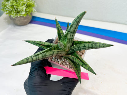Sansevieria Spartagus (H8) | Discover a One-of-a-Kind Plant | 2" Pot