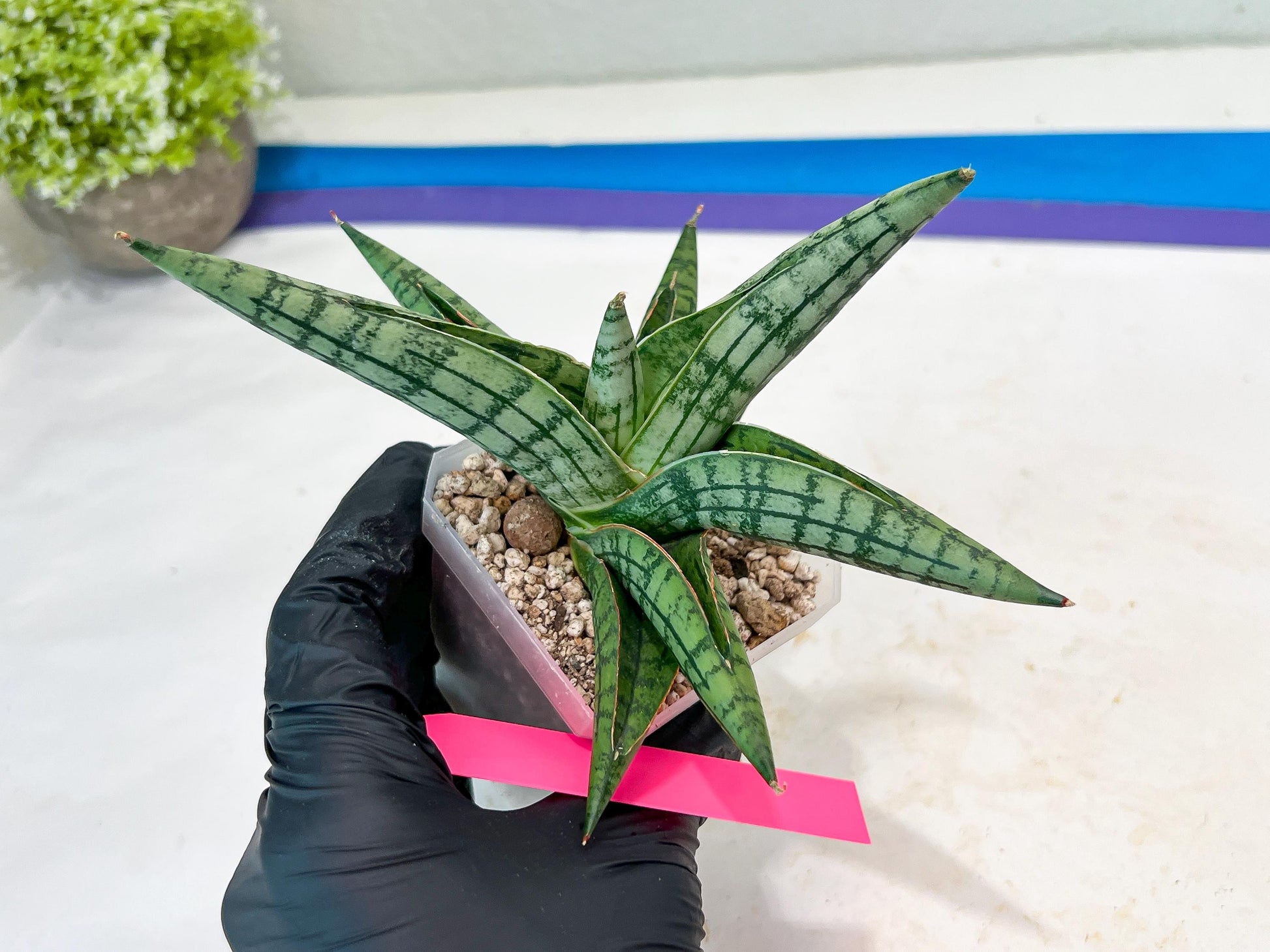 Sansevieria Spartagus (H8) | Discover a One-of-a-Kind Plant | 2" Pot