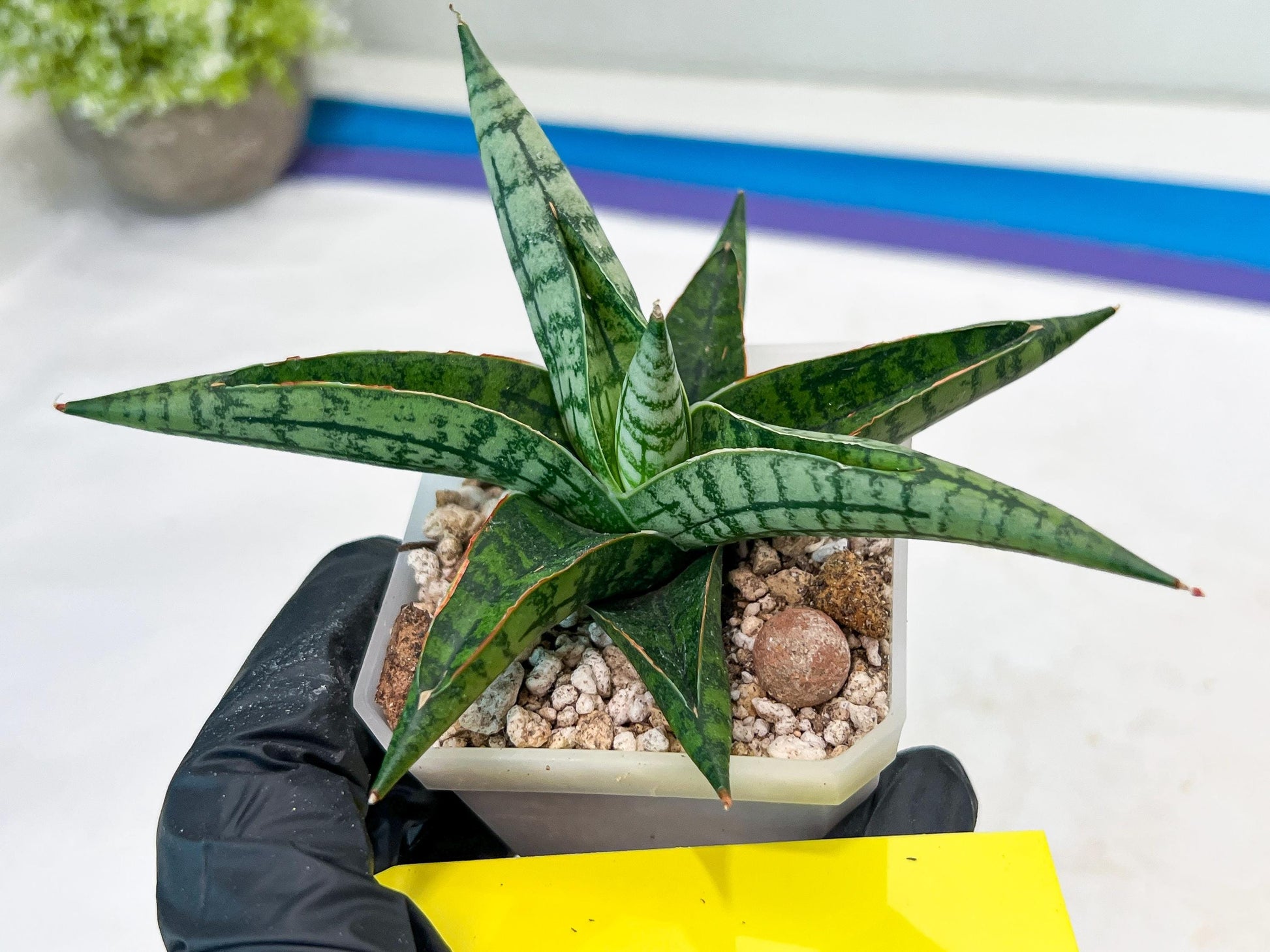 Sansevieria Spartagus (H8) | Discover a One-of-a-Kind Plant | 2" Pot