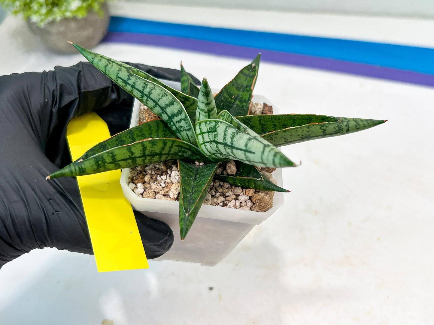 Sansevieria Spartagus (H8) | Discover a One-of-a-Kind Plant | 2" Pot