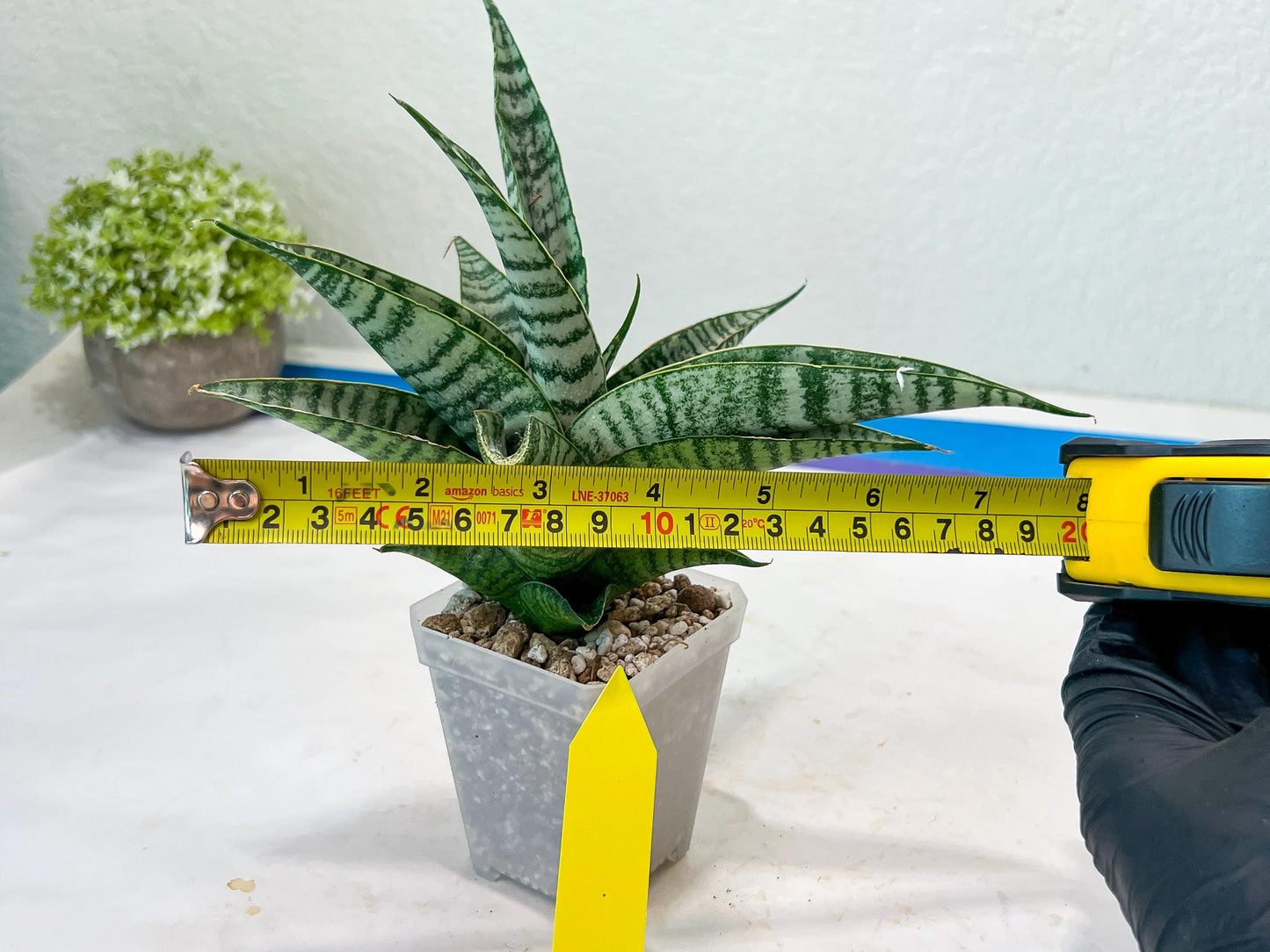 Sansevieria Spyder x Riyad (#C6) (Yellow) | Imported Plant