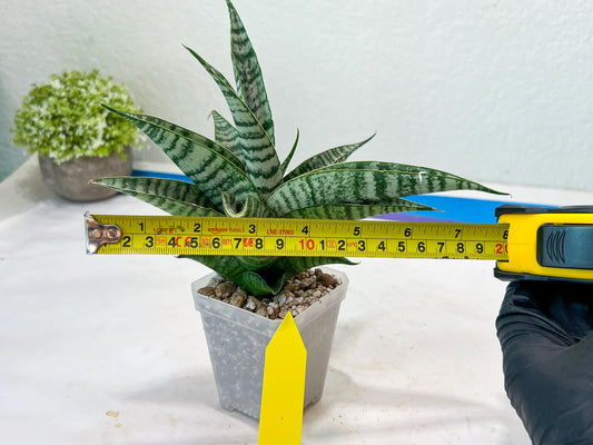 Sansevieria Spyder x Riyad (#C6) (Yellow) | Imported Plant