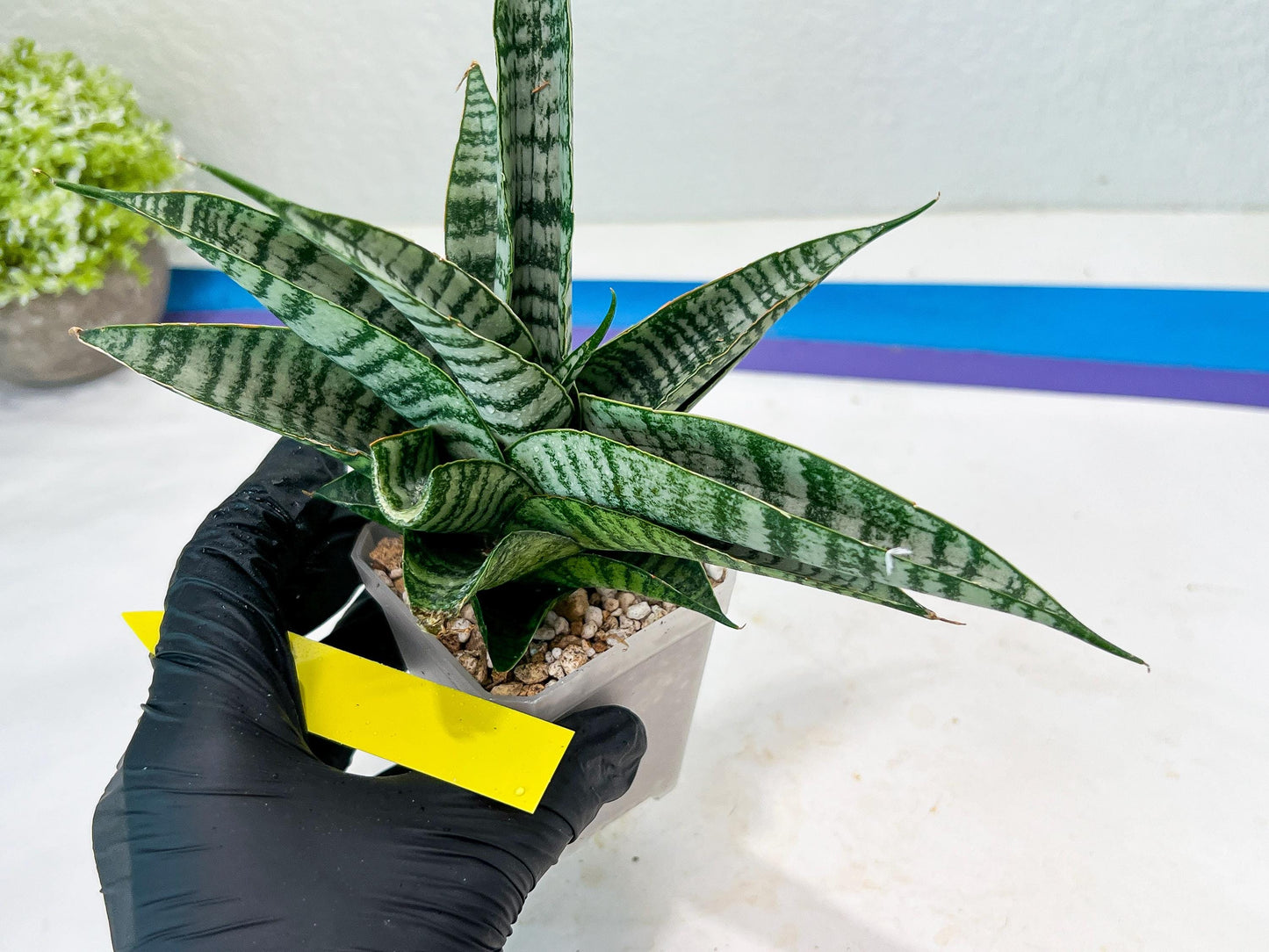 Sansevieria Spyder x Riyad (#C6) (Yellow) | Imported Plant
