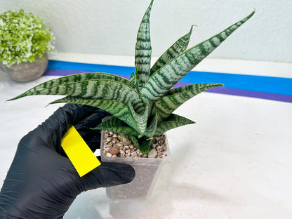 Sansevieria Spyder x Riyad (#C6) (Yellow) | Imported Plant