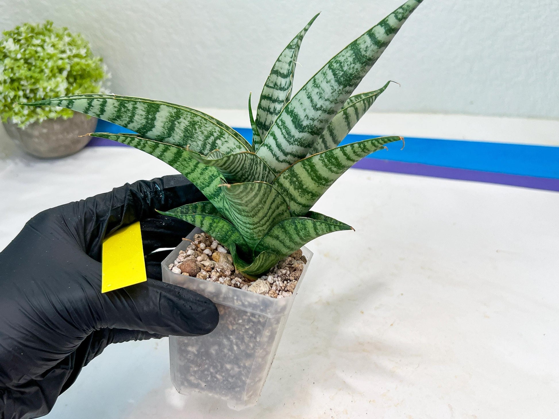 Sansevieria Spyder x Riyad (#C6) (Yellow) | Imported Plant