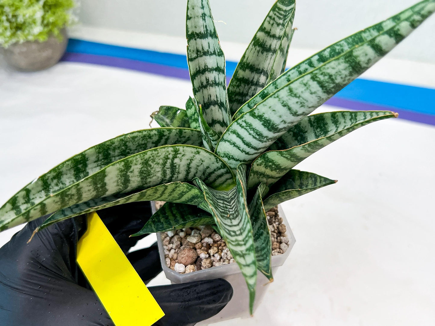 Sansevieria Spyder x Riyad (#C6) (Yellow) | Imported Plant
