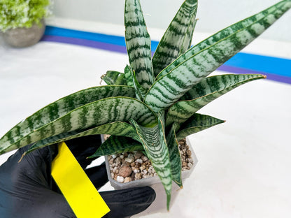 Sansevieria Spyder x Riyad (#C6) (Yellow) | Imported Plant