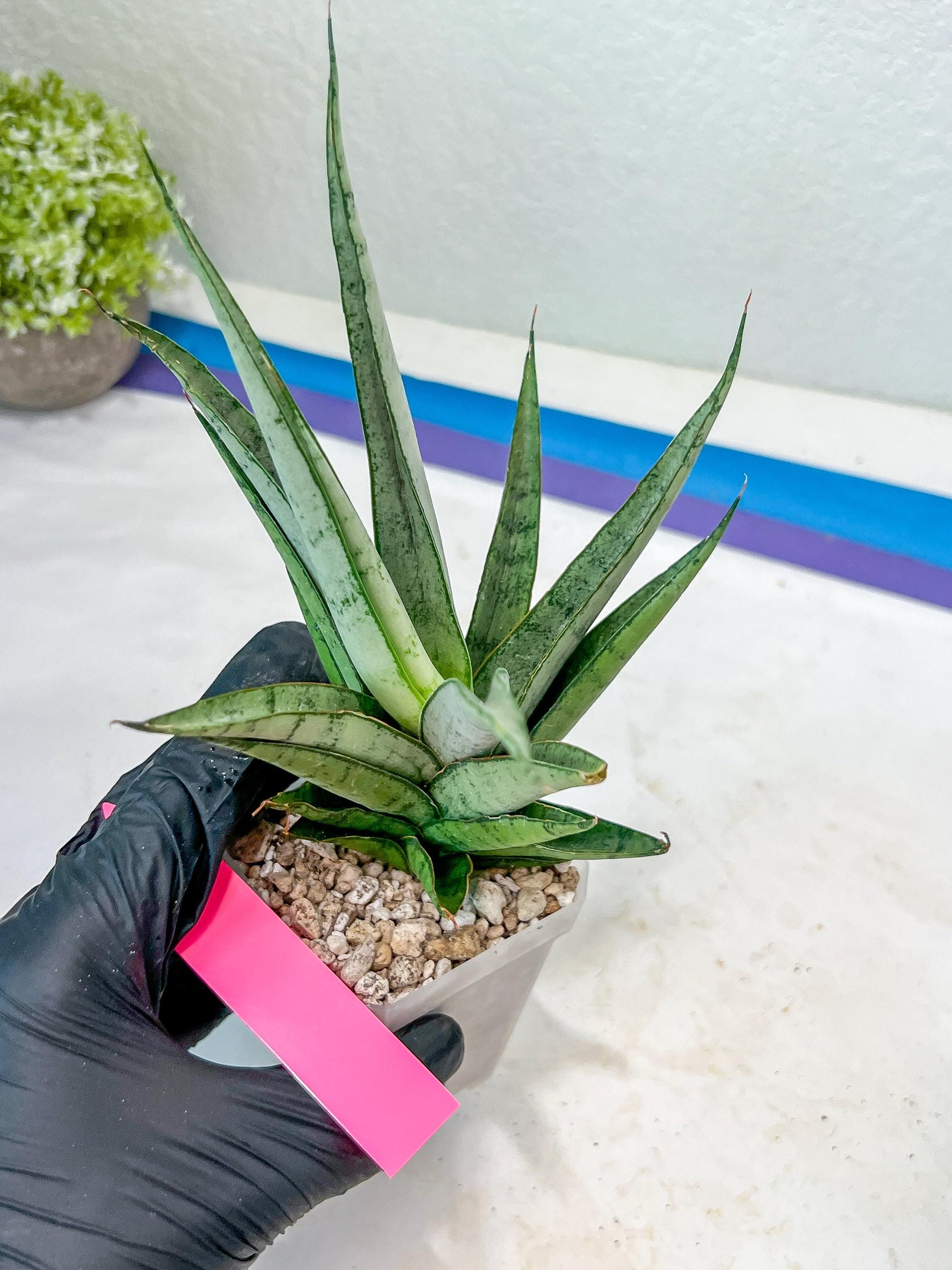 Sansevieria Kagawa (H16) | Let a unique plant bring peace to your space