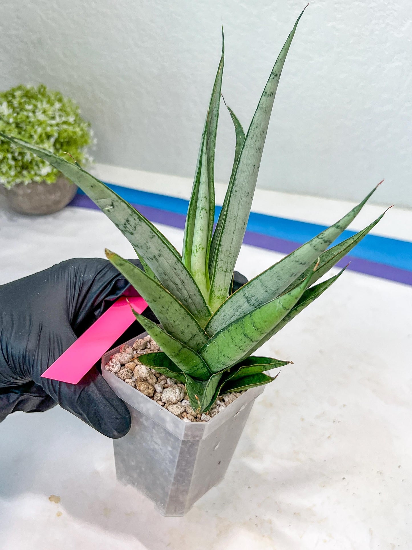 Sansevieria Kagawa (H16) | Let a unique plant bring peace to your space