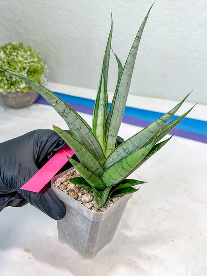 Sansevieria Kagawa (H16) | Let a unique plant bring peace to your space