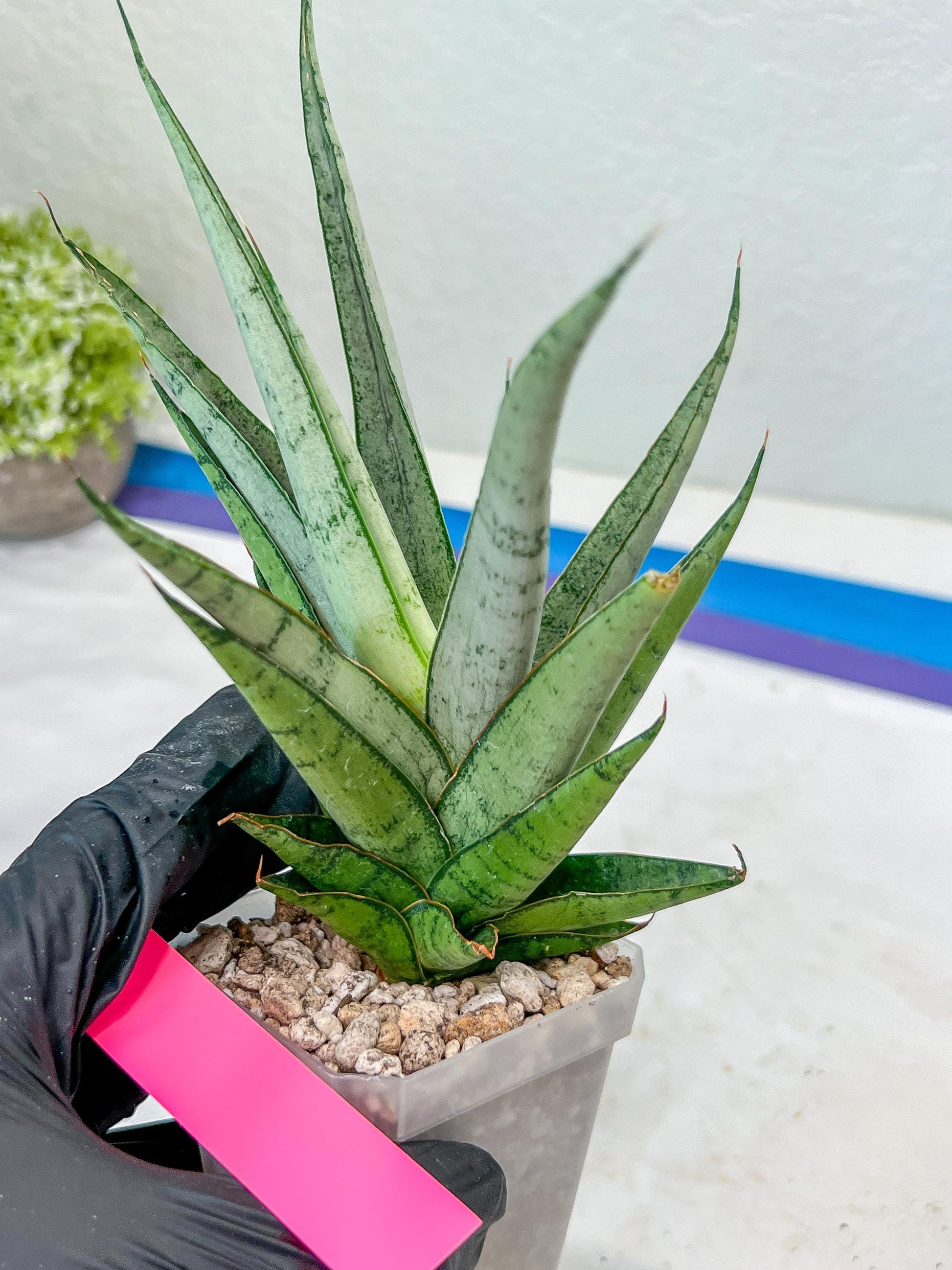 Sansevieria Kagawa (H16) | Let a unique plant bring peace to your space